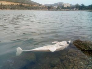 Kuşadası’nda yunus ve caretta caretta ölüleri bulundu