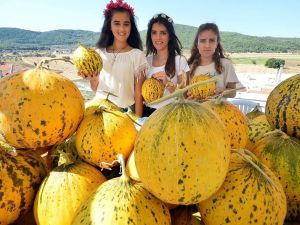 Urla’da merakla beklenen kavun festivali başlıyor