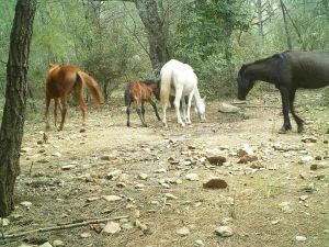 Fotokapana takılan görüntüler izleyenleri büyüledi