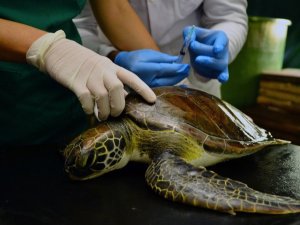 Yaralı yeşil deniz kaplumbağası tedaviye alındı