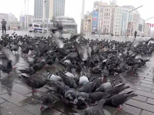 Beyaza bürünen Taksim kuşlara kaldı