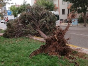 Aksaray’da şiddetli rüzgar ağacı kökünden söktü