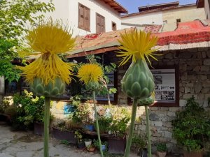 Bu çiçeği koparmanın cezası 73 bin TL