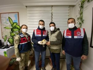 Bitlis’te peçeli baykuş DKMP’ye teslim edildi