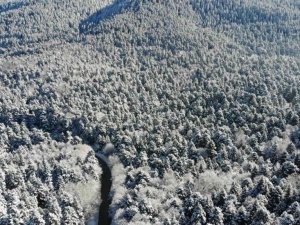 Bolu’nun karla kaplı ormanları havadan görüntülendi