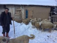 Kar yağışı küçükbaş hayvancılığı olumsuz etkiledi