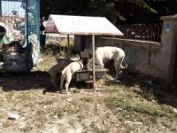 Aslanapa Belediyesi hayvanlar için beslenme noktaları yerleştirdi