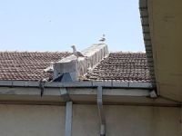 Yurt çatısına sıkışan yavru martıyı İBB itfaiyesi kurtardı