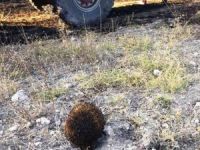 Anız yangınında başı yanan kirpiyi su dökerek soğuttular