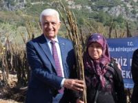 Büyükşehirden kırsal kalkınmaya 55 bin ceviz fidanı desteği