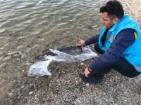 Şaphane’de iki gölete sazan yavrusu bırakıldı