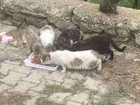 Sokak hayvanları unutulmadı