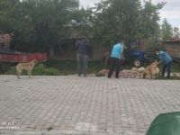 Aslanapa’da sokak hayvanları unutulmadı