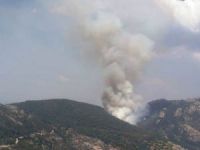 Milas’ta orman yangını