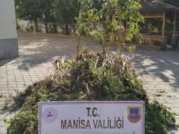 Manisa’da 721 kök kenevir ele geçirildi