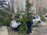 Kadıköy’de park halindeki otomobillerin üzerine ağaç devrildi