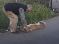 Sarıyer’de bağladığı köpeği sürükleyerek çöpe atan şahıs yakalandı