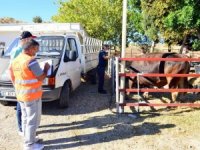 Manavgat’ta yangınzede çiftçilere hayvan desteği