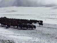 Ardahan’da kar ve tipide mahsur kalan yaylacılar ve koyun sürüsü kurtarıldı
