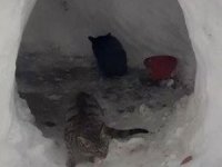 Sokak kedileri için kardan ev yaptılar