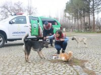 Aydın’da Jandarma timleri sokak hayvanlarını yalnız bırakmıyor