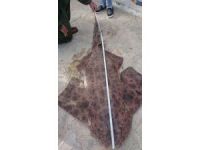 Gökova Körfezinde İlk Defa Görüldü, O Da Ölü Bulundu