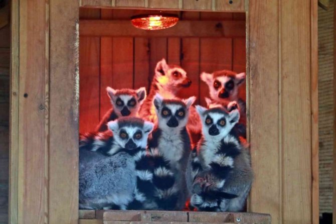 Karla tanışan Antalya Hayvanat Bahçesi’ndeki tropik hayvanlara sıcacık