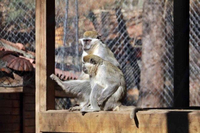 Karla tanışan Antalya Hayvanat Bahçesi’ndeki tropik hayvanlara sıcacık