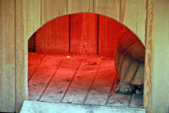 Karla tanışan Antalya Hayvanat Bahçesi’ndeki tropik hayvanlara sıcacık