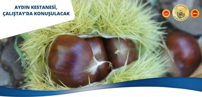 Aydın Kestanesi, çalıştayda konuşulacak