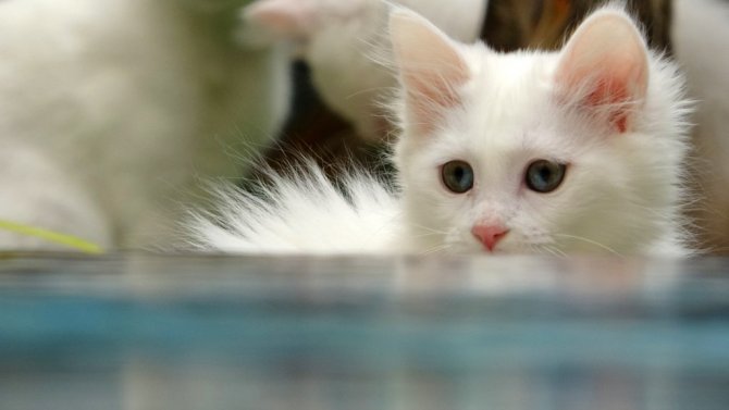 Yavru Van Kedilerine Sakinlestirici Fon Muzigi Terapisi