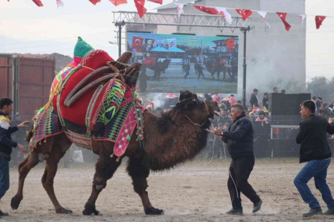 Efeler’de develer kıran kırana mücadele etti