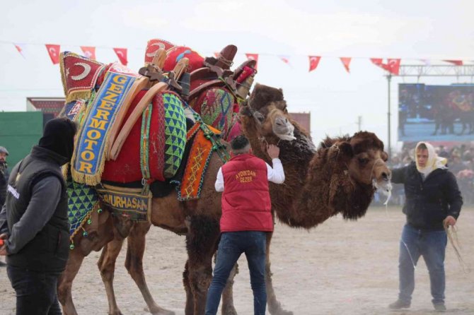 Efeler’de develer kıran kırana mücadele etti