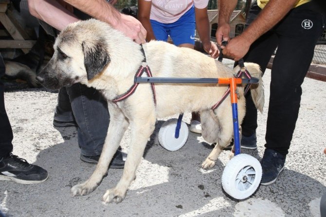 Beyaz Bir Arka Plan Uzerinde Izole Kamera Karsi Karsiya Bir Sandalyede Oturan Hollandali Boerenfox Terrier Kopek Stok Fotograflar Ayakta Durmak Nin Daha Fazla Resimleri Istock