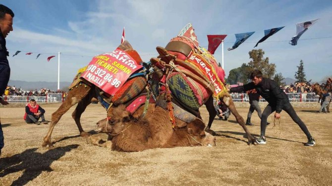 Nazilli’de 180 pehlivan devenin güreşini 20 bin vatandaş izledi