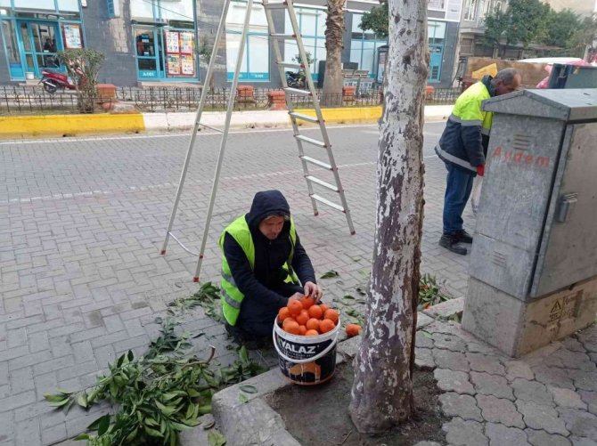 Nazilli’de toplanan turunçlar öğrencilere burs oluyor
