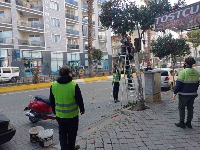 Nazilli’de toplanan turunçlar öğrencilere burs oluyor