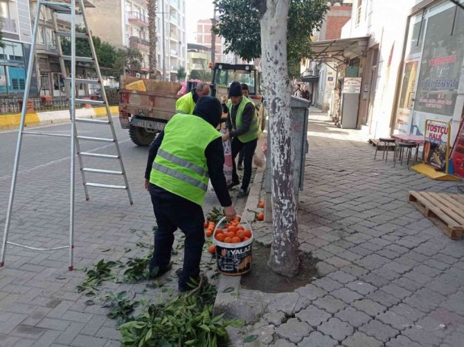 Nazilli’de toplanan turunçlar öğrencilere burs oluyor