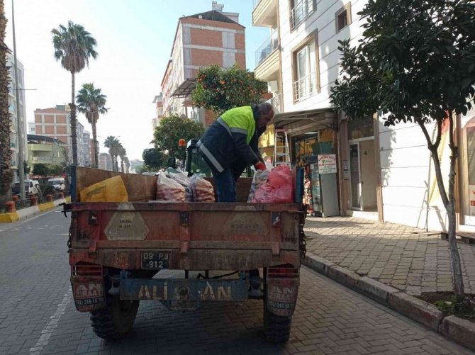 Nazilli’de toplanan turunçlar öğrencilere burs oluyor