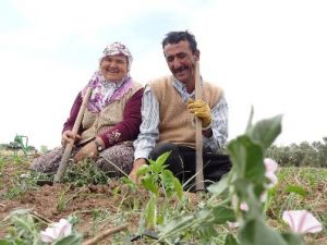 Tarlada İkinci Hayat