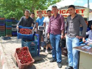 Organik Kiraz Yetiştiriciliği Çiftçilerin Yüzünü Güldürdü