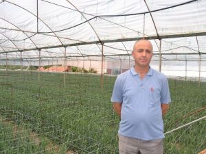 "Kriz Ortamı Kesme Çiçeği Etkiler"