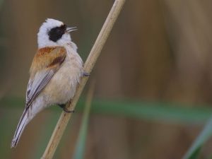 Çulha Kuşunun Hayatı TRT Belgesel’de Yayınlanacak