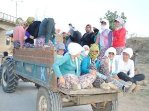 Mevsimlik Tarım İşçileri Ücretleri Yüzde 13 Arttı