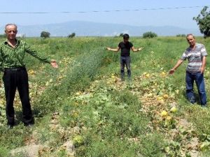 Kavun Üreticisinin Ağzının Tadı Yok