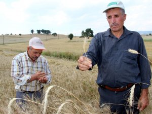Buğdayda Bu Yıl Hem Rekolte Hem De Kalite Düşük