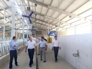Bu Çiftlikteki İnekler Krallar Gibi Yaşayacak