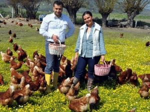 Tavuk Yumurtası Üretimi Eylül’de Arttı