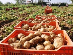 Patateste Mildiyö İddiası, Ödemişli Üreticileri Ayağa Kaldırdı