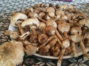 Sağlık Bakanlığı Mantar Zehirlenmelerine Karşı Uyardı